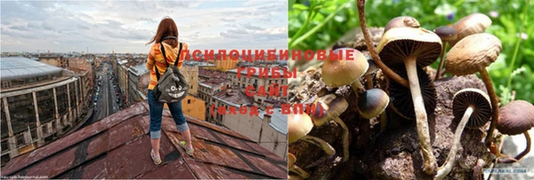 прущие грибы Нягань